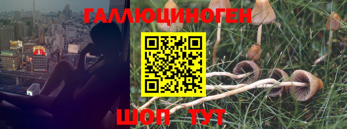 Псилоцибиновые грибы Psilocybe Альметьевск